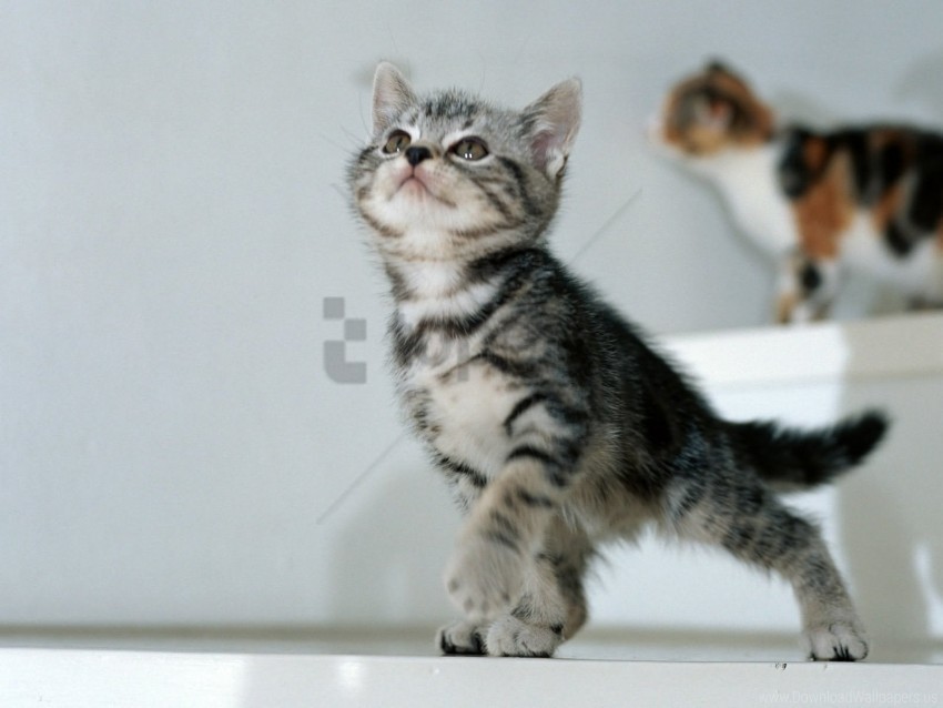 baby kittens spotted wallpaper Isolated Artwork with Clear Background in PNG