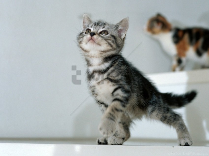 Baby Kittens Spotted Wallpaper Isolated Artwork With Clear Background In PNG