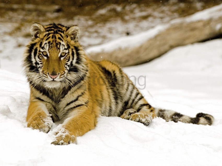 baby predator snow tiger wallpaper Free PNG images with transparent backgrounds