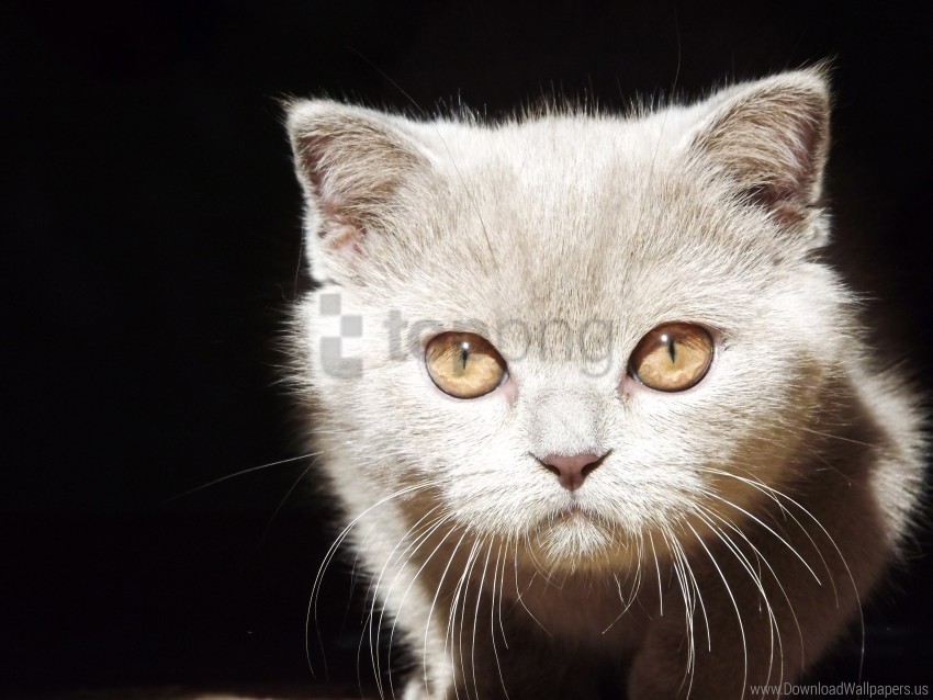 eyes face kitten wallpaper ClearCut Background PNG Isolation