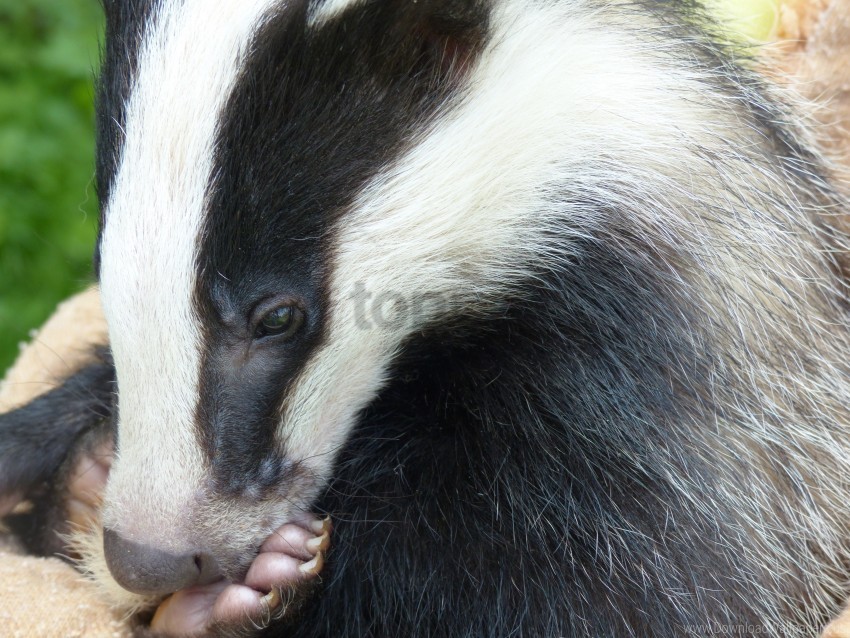 badger eyes face paw wallpaper PNG without watermark free