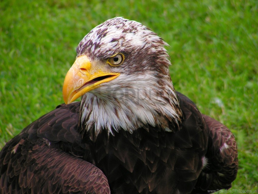bald eagle bird eagle predator wallpaper PNG images without licensing