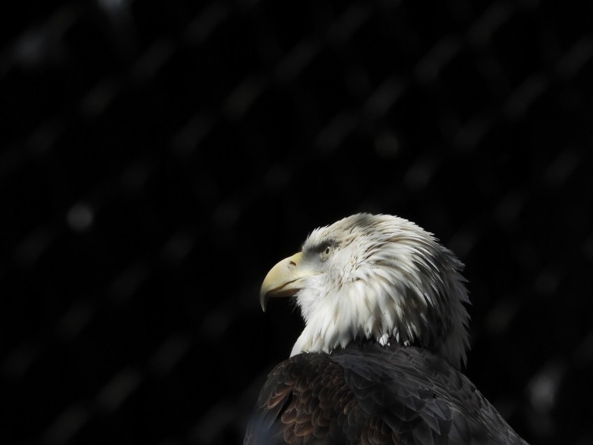 bald eagle eagle bird beak feathers predator Clear image PNG 4k wallpaper