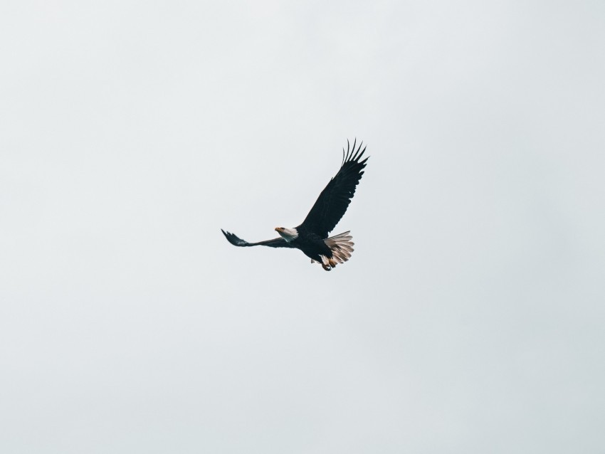 bald eagle eagle flight sky minimalism PNG images with no background comprehensive set 4k wallpaper