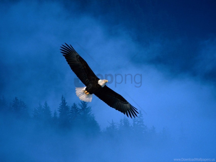 Bald Eagle Flight Freedom Wallpaper Isolated Graphic On HighQuality PNG