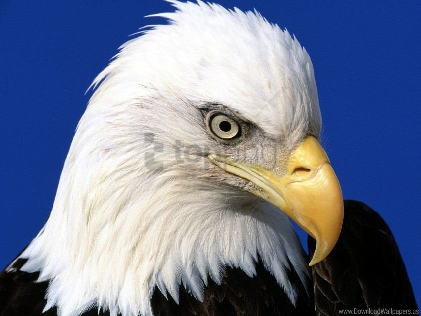 bald eagle lead noble wallpaper Clear PNG images free download