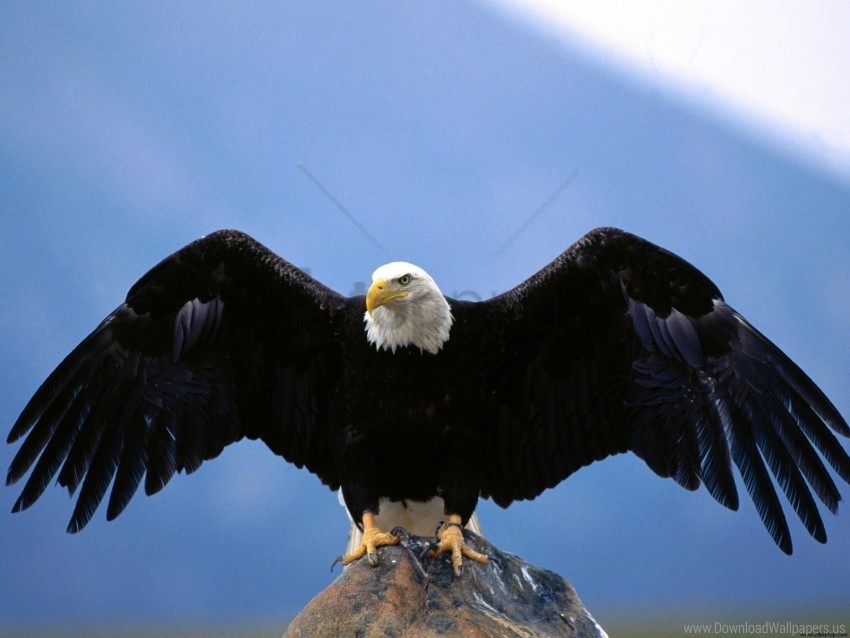 bald eagle wingspan wallpaper Isolated Object with Transparent Background in PNG