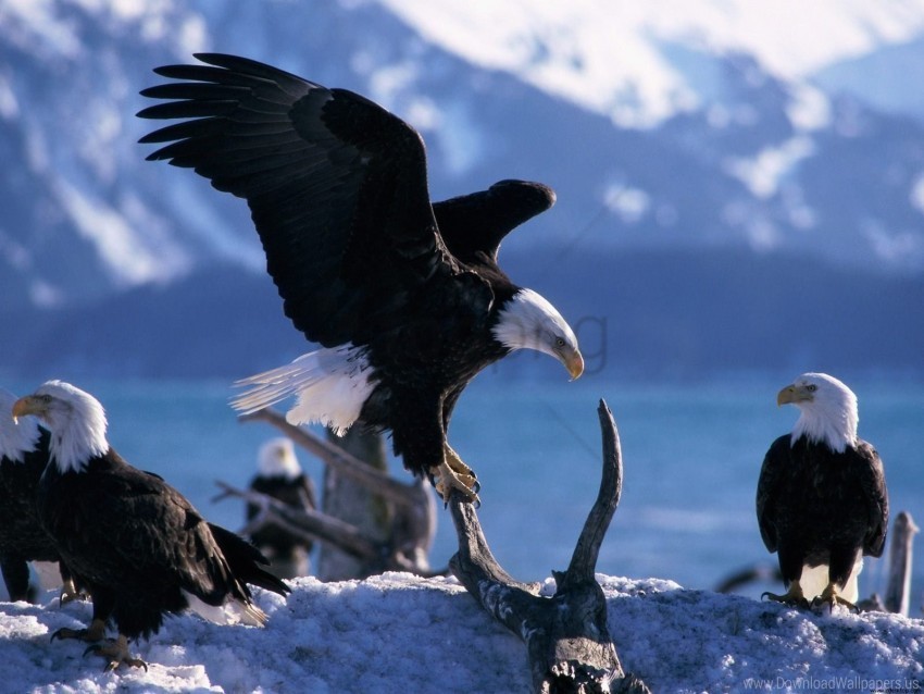 bald eagles extended wings wallpaper PNG art