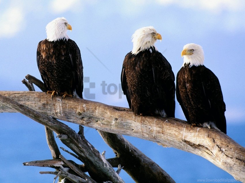 bald eagles free wild wallpaper Isolated Graphic on Transparent PNG