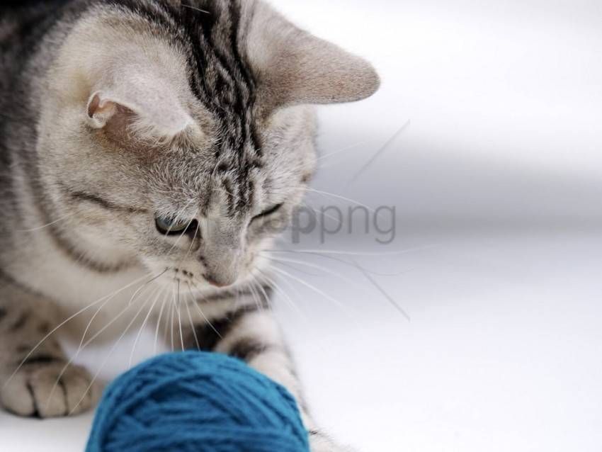 ball cat play wallpaper PNG artwork with transparency