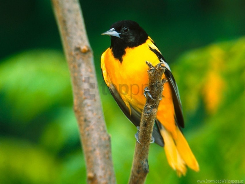 baltimore oriole wallpaper Isolated Artwork on Transparent Background
