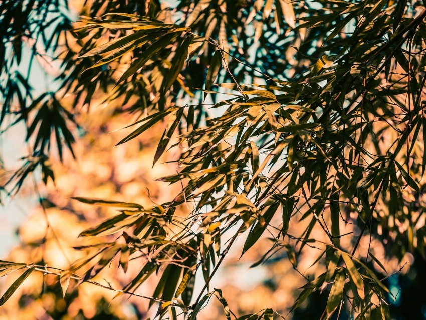 bamboo branches leaves plant Free transparent background PNG