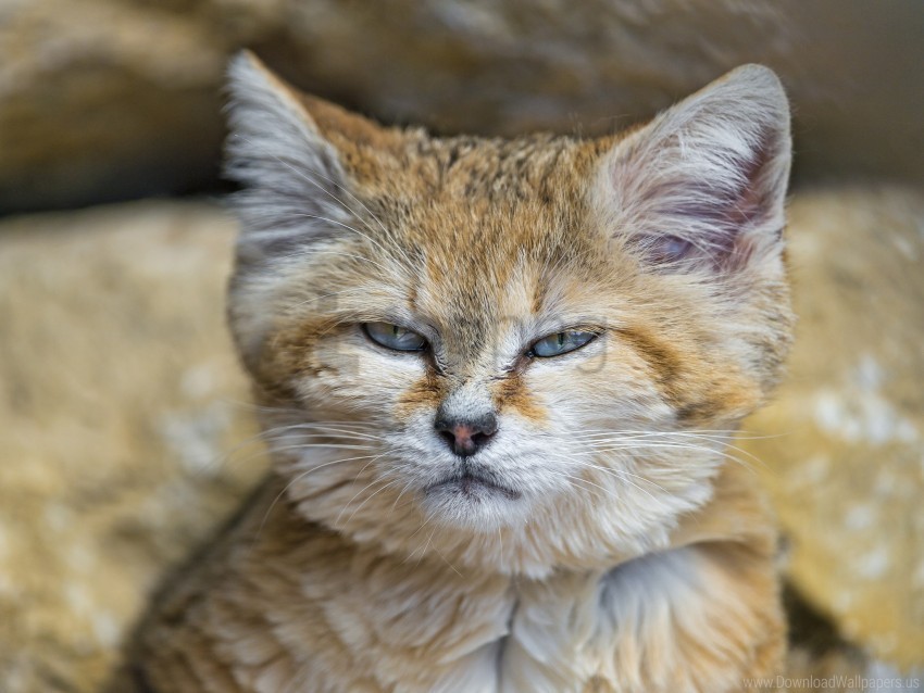 barhayot cat muzzle sand cat wallpaper Clear PNG images free download