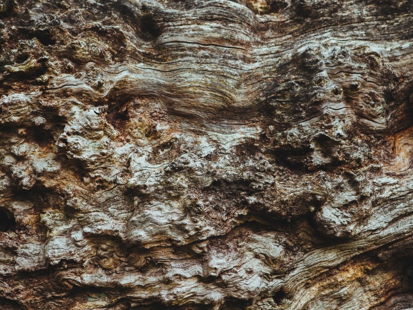 bark tree texture ribbed Clear pics PNG