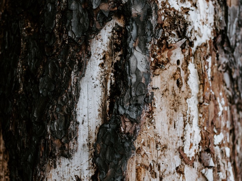 bark tree trunk texture Transparent PNG Isolated Graphic Element