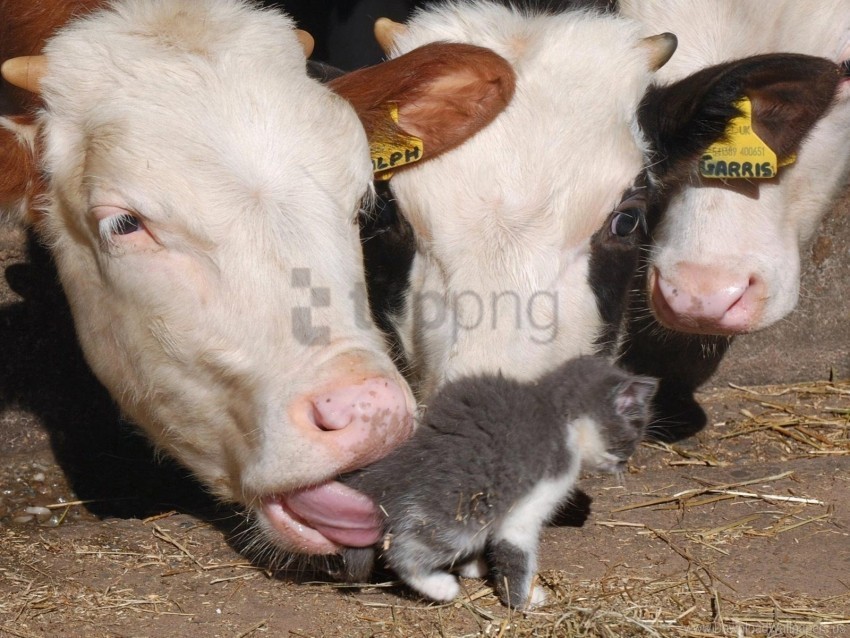 barn cow funny kitten wallpaper PNG Image with Clear Isolated Object
