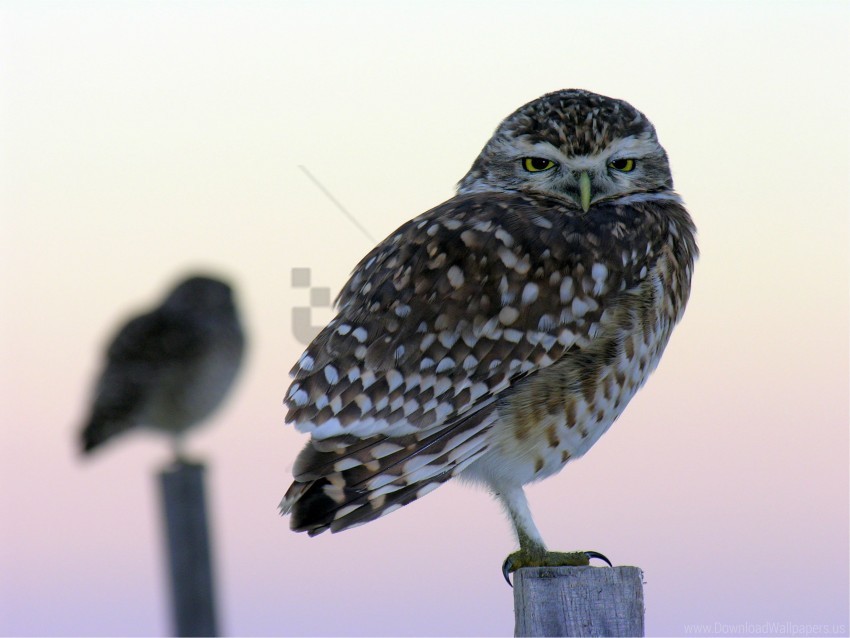 bars birds blurred close up owls the owl wallpaper Transparent PNG artworks for creativity