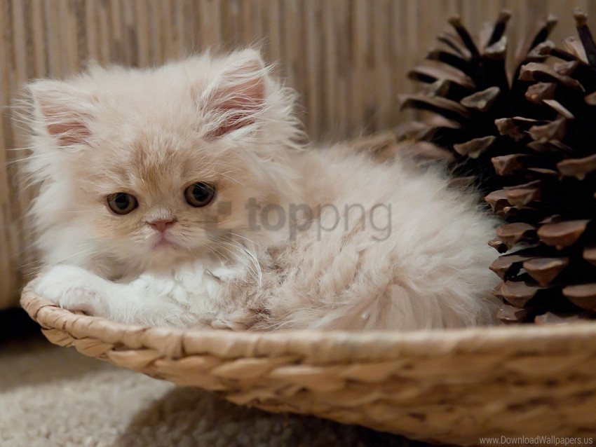 basket bumps fluffy kitty wallpaper PNG Graphic with Clear Background Isolation