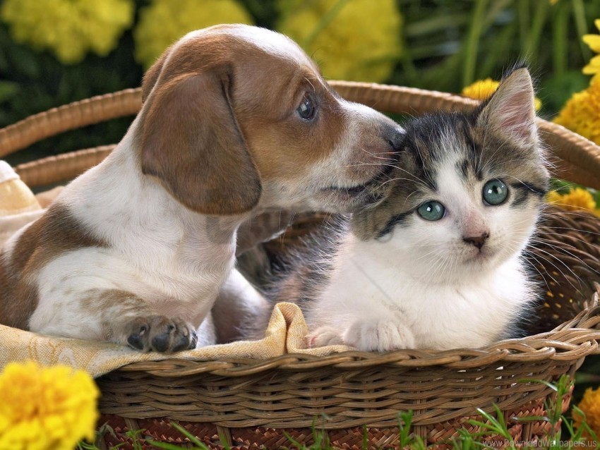 basket care cat dog taking wallpaper PNG images with no background needed