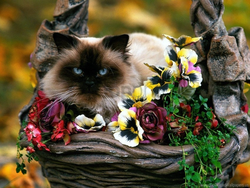 basket cat flowers fluffy wallpaper PNG format with no background