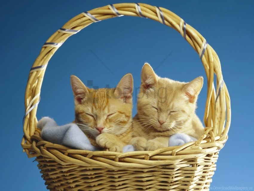 basket cats couple sleeping wallpaper PNG transparent vectors