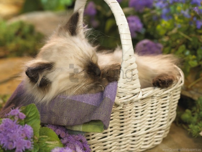 basket kitten sit wallpaper PNG art