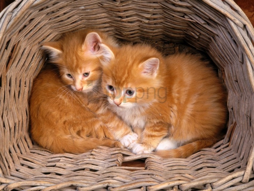 Basket Kittens Sit Steam Wallpaper PNG Transparent Images For Printing