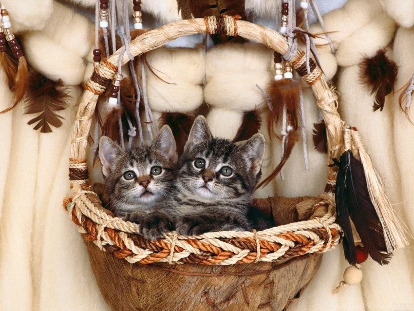 basket kittens steam wallpaper PNG Image with Clear Background Isolation