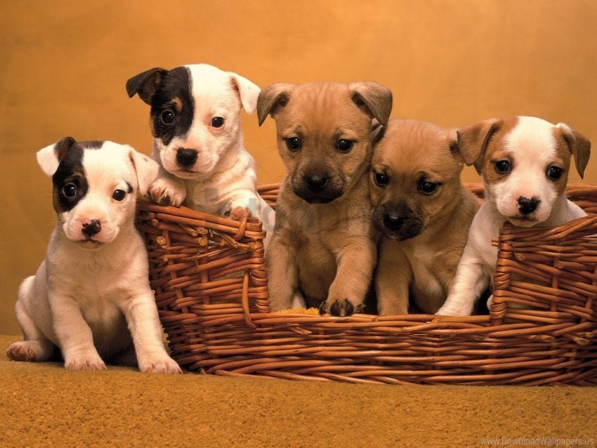 basket muzzle puppies set wallpaper Clear PNG pictures compilation
