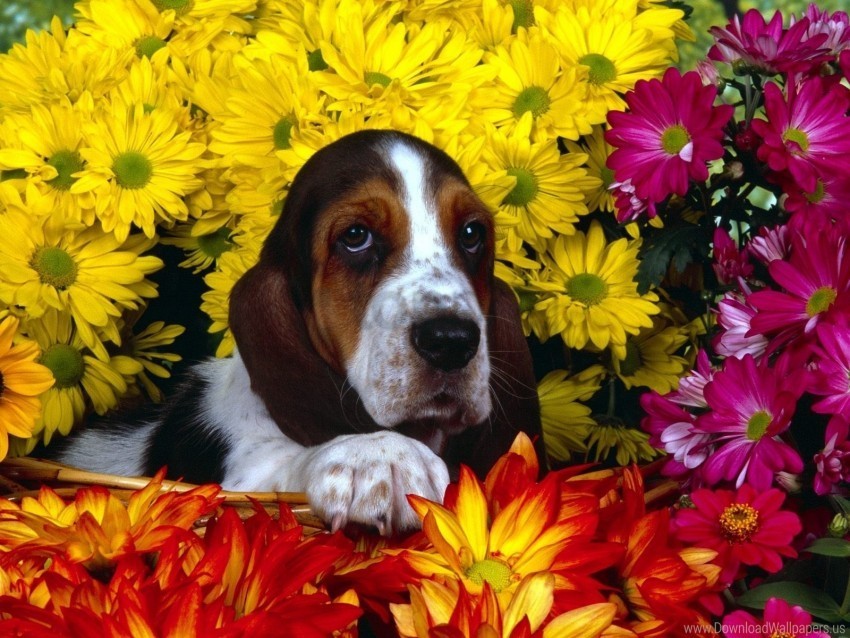 basset dog ears flowers sitting wallpaper Isolated Element on HighQuality Transparent PNG
