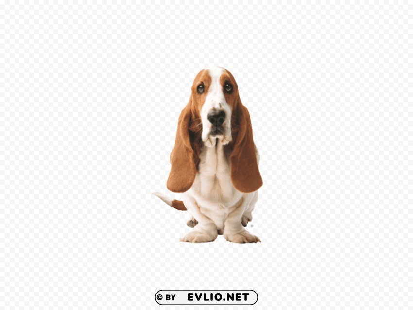 basset dog front Isolated Icon on Transparent PNG