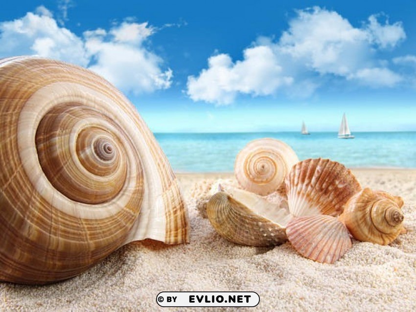 beach and shells HighQuality PNG with Transparent Isolation
