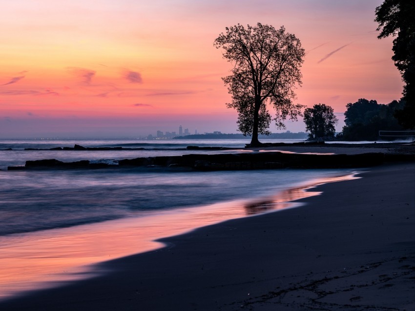 beach coast tree dusk dark Isolated Graphic on Transparent PNG