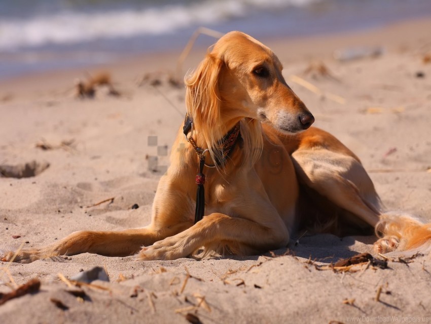 beach dog hound sand sea wallpaper PNG transparent pictures for editing