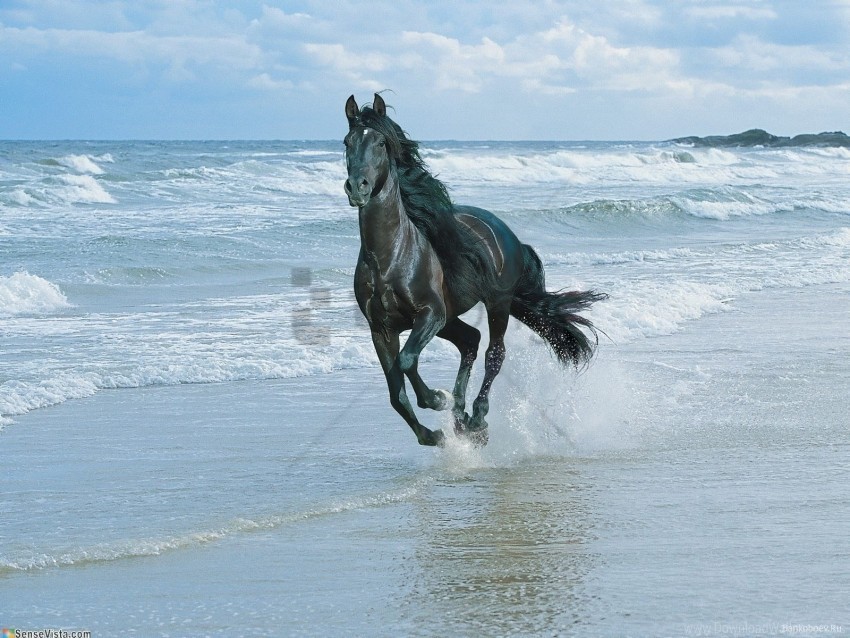 beach horse running sand spray wallpaper Transparent PNG Isolated Object Design