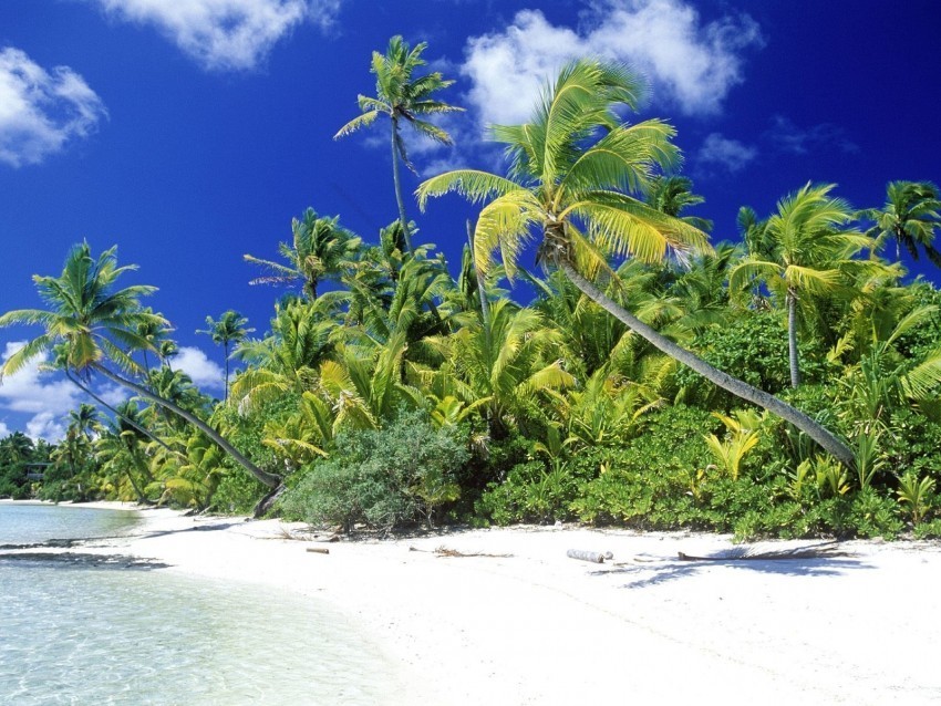 Beach Islands Palm Solomon Wallpaper PNG For Use