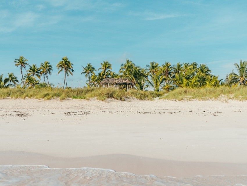 beach ocean palm trees tropics shore PNG graphics with transparent backdrop