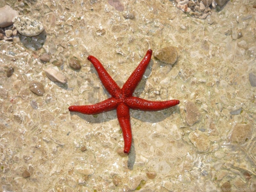 beach red sand starfish wallpaper PNG files with no background bundle