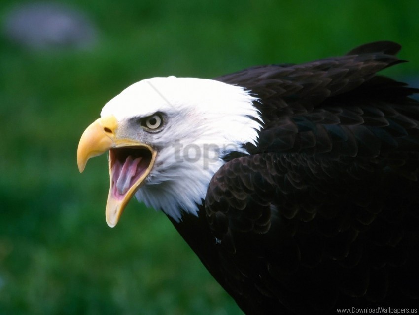beak bird cry eagle wallpaper Clear Background PNG Isolated Element Detail