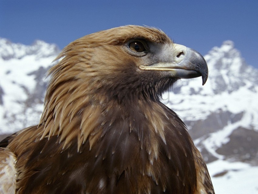 beak bird dangerous eagle predator wallpaper PNG Image with Isolated Icon
