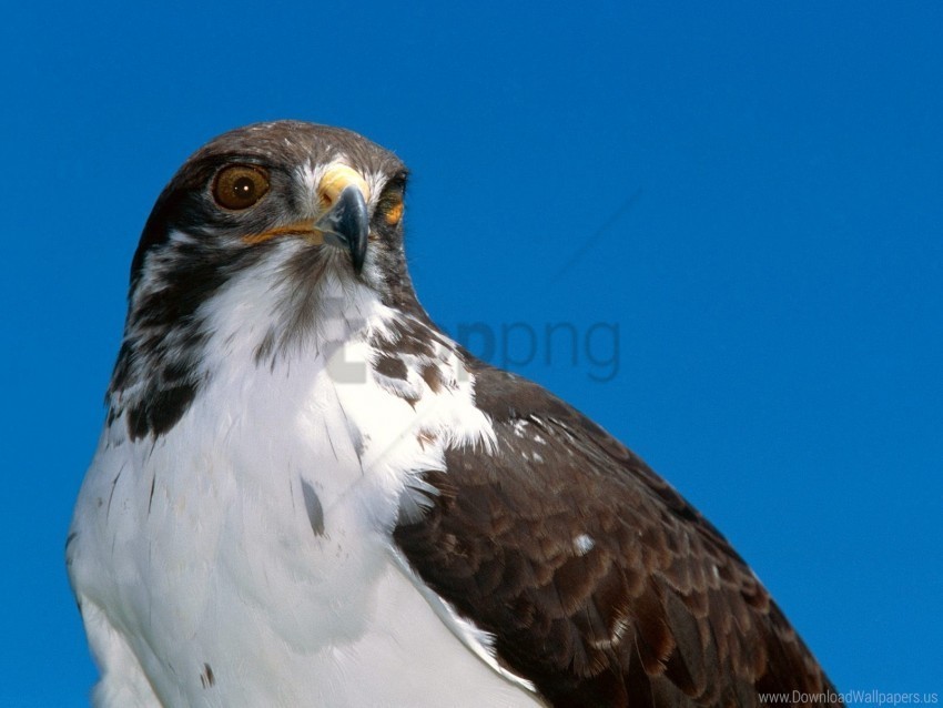 beak bird eagle predator sky wallpaper PNG images with no attribution