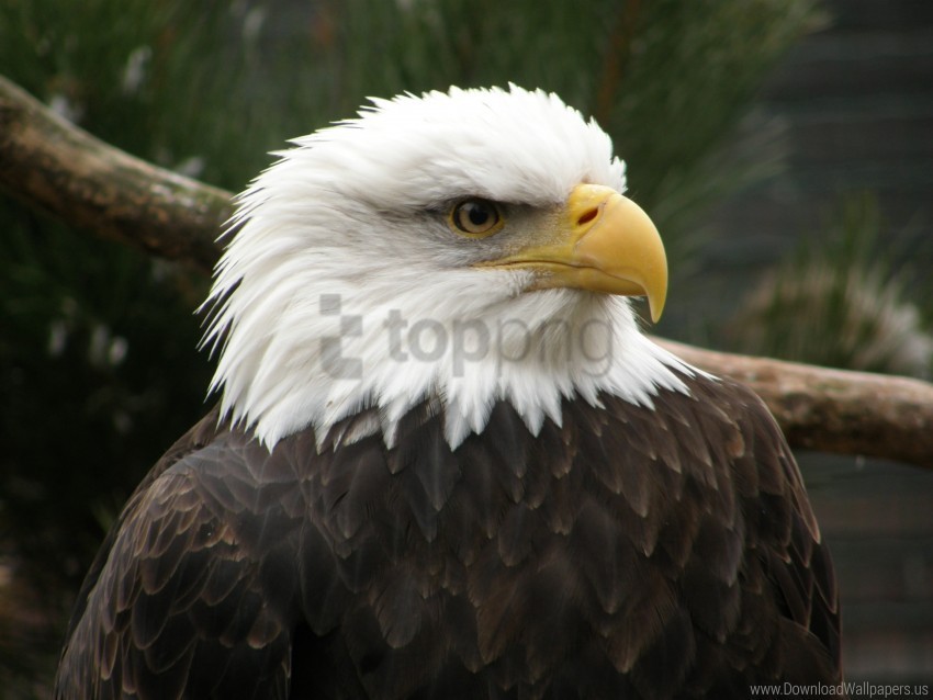 beak bird eagle predator wallpaper Clear background PNG graphics