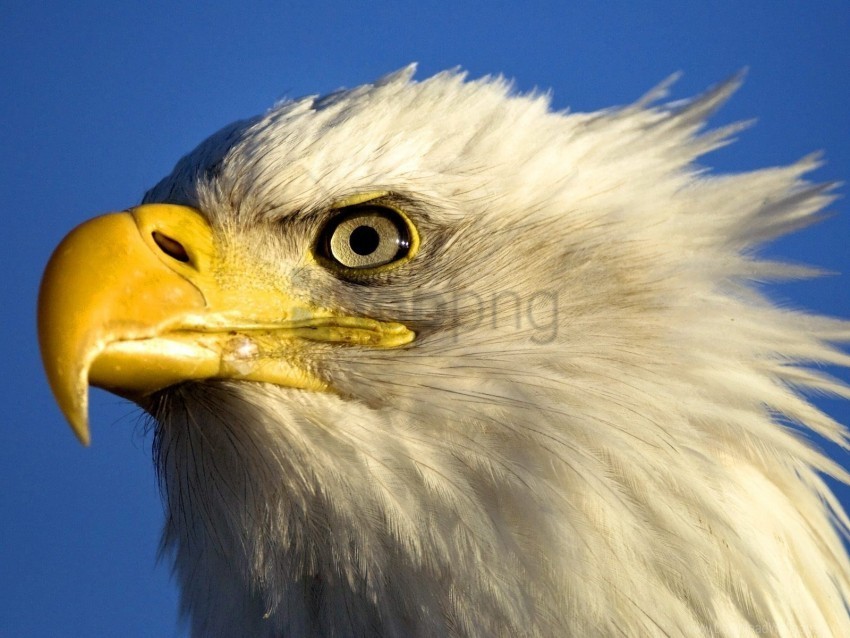 beak bird eagle predator wallpaper Transparent PNG Isolated Element