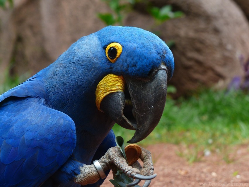beak bird macaw parrot wallpaper No-background PNGs