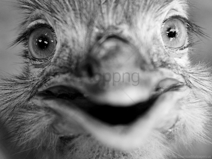 beak black and white eyes face ostrich wallpaper Clear PNG pictures free