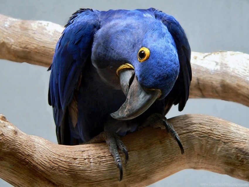 beak blue curious parrot wallpaper PNG objects