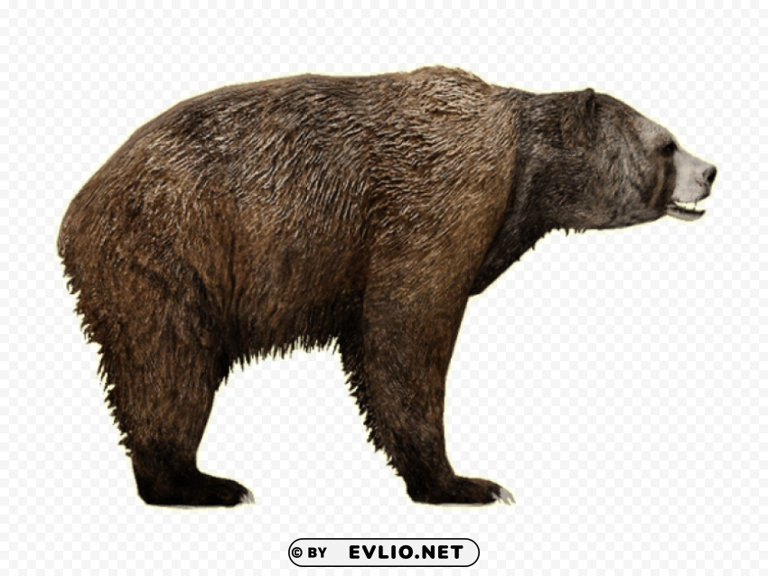 bear Isolated Icon in Transparent PNG Format