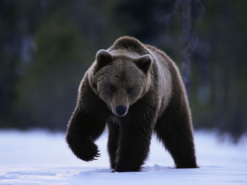 bear beast snow walk wallpaper PNG images with transparent space