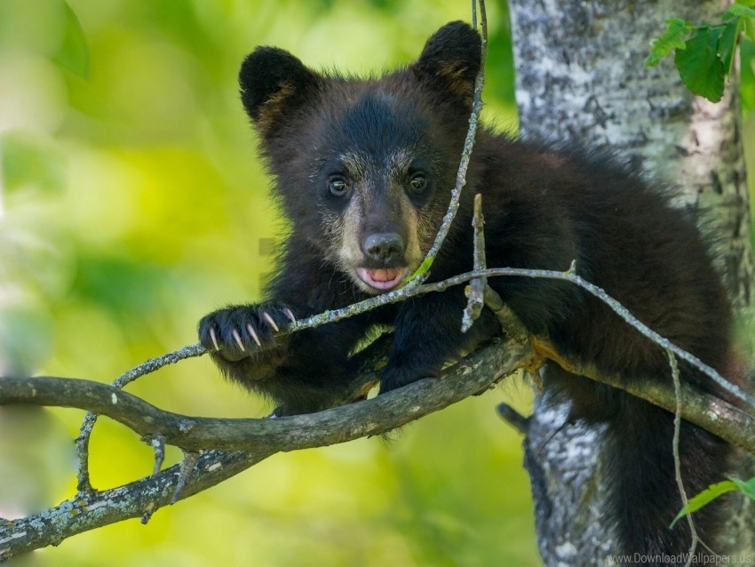 Bear Branch Cub Sitting Wallpaper PNG Transparent Photos Mega Collection