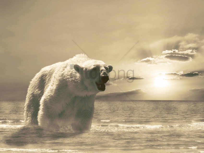 bear cold ice ocean snow winter wallpaper HighQuality Transparent PNG Isolated Object